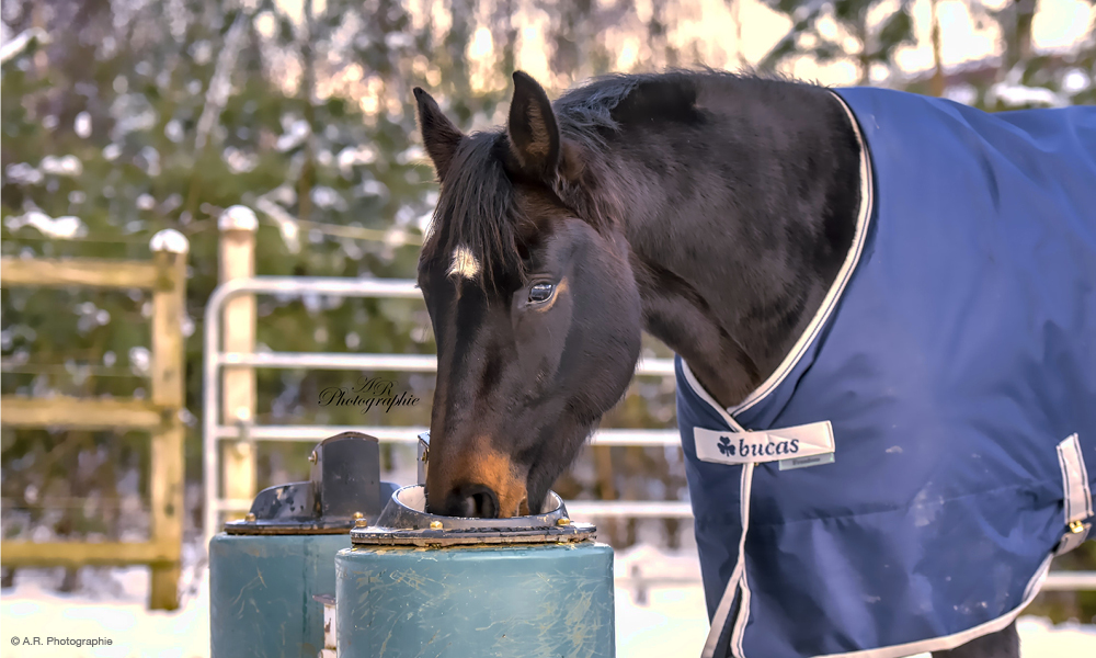 Pferd im Winter auf der Weide