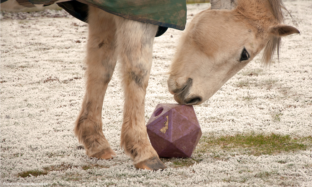 Pferd spielt mit Leckerli-Ball