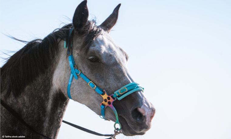 Pferd mit Hackamore, gebissloser Zäumung